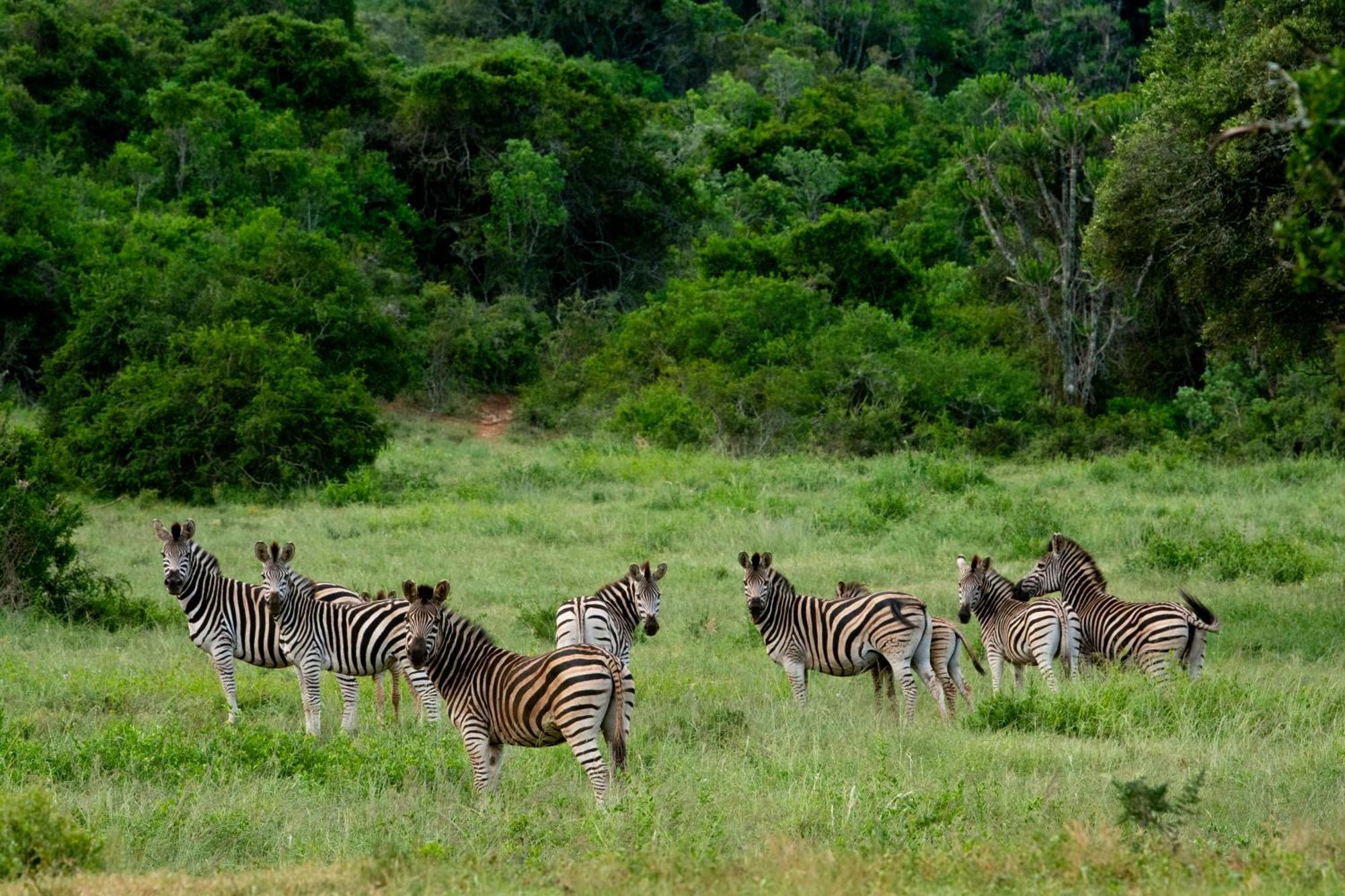 Hopewell Private Game Reserve Buyskloof 外观 照片