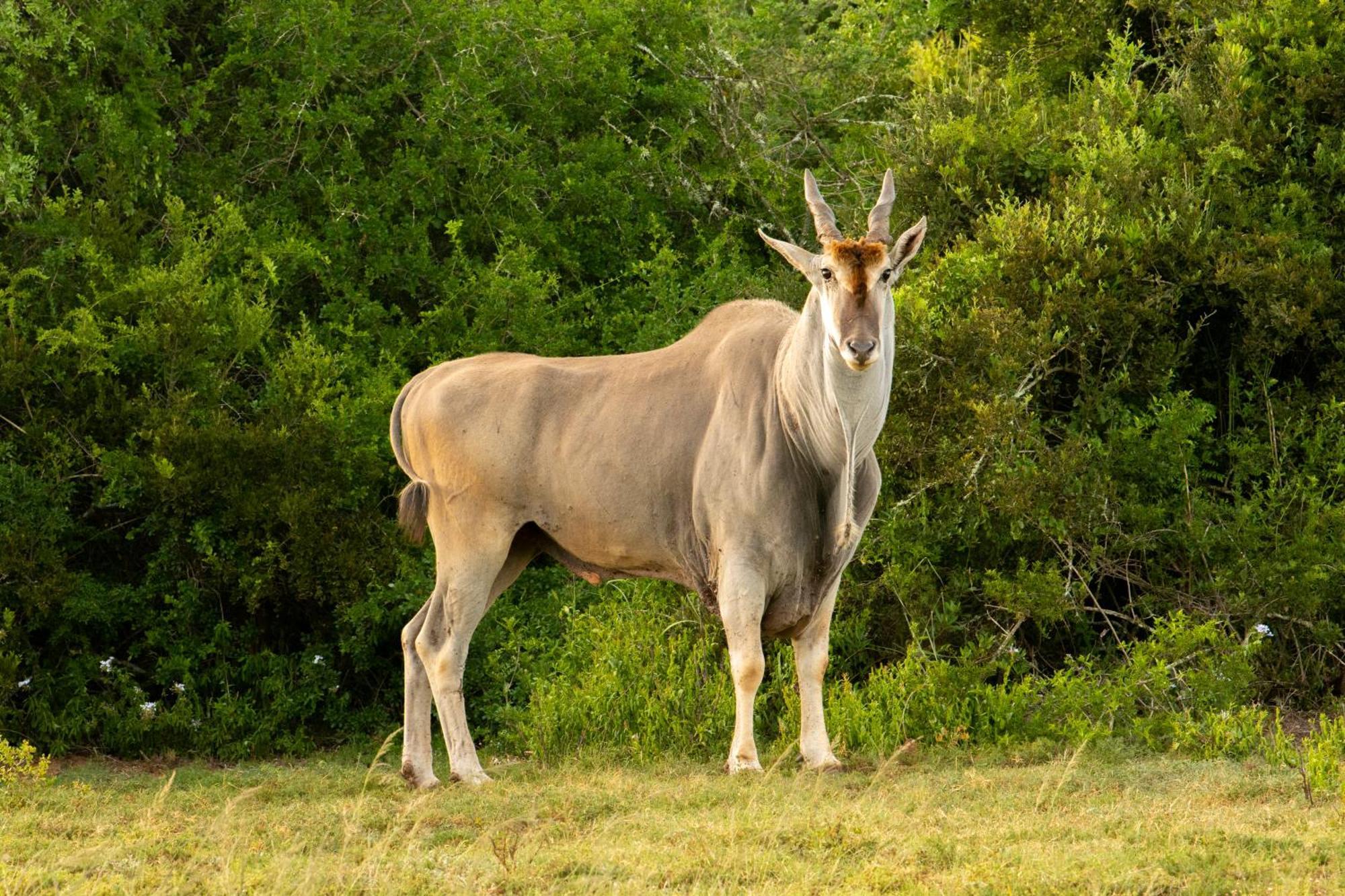 Hopewell Private Game Reserve Buyskloof 外观 照片