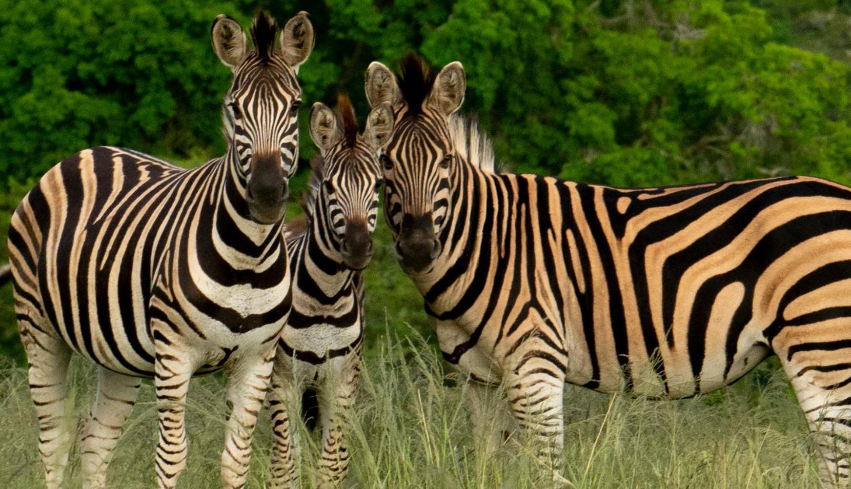 Hopewell Private Game Reserve Buyskloof 外观 照片