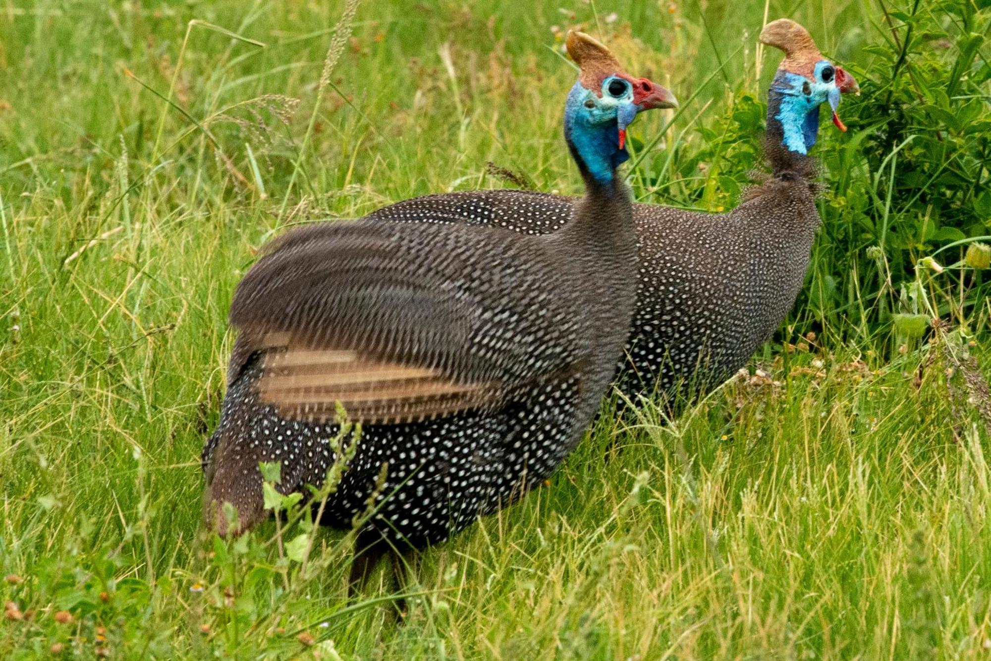 Hopewell Private Game Reserve Buyskloof 外观 照片