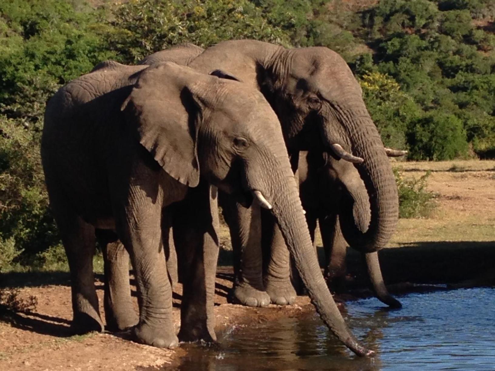 Hopewell Private Game Reserve Buyskloof 外观 照片