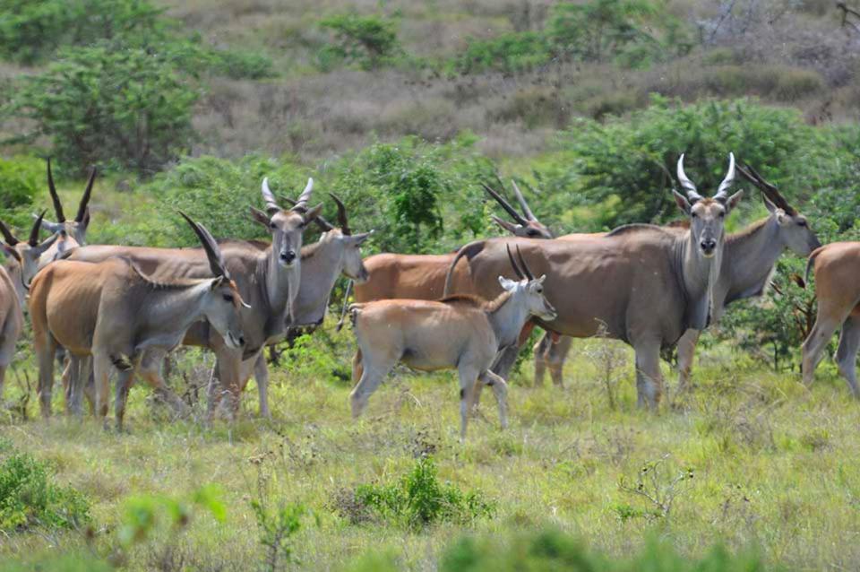 Hopewell Private Game Reserve Buyskloof 外观 照片