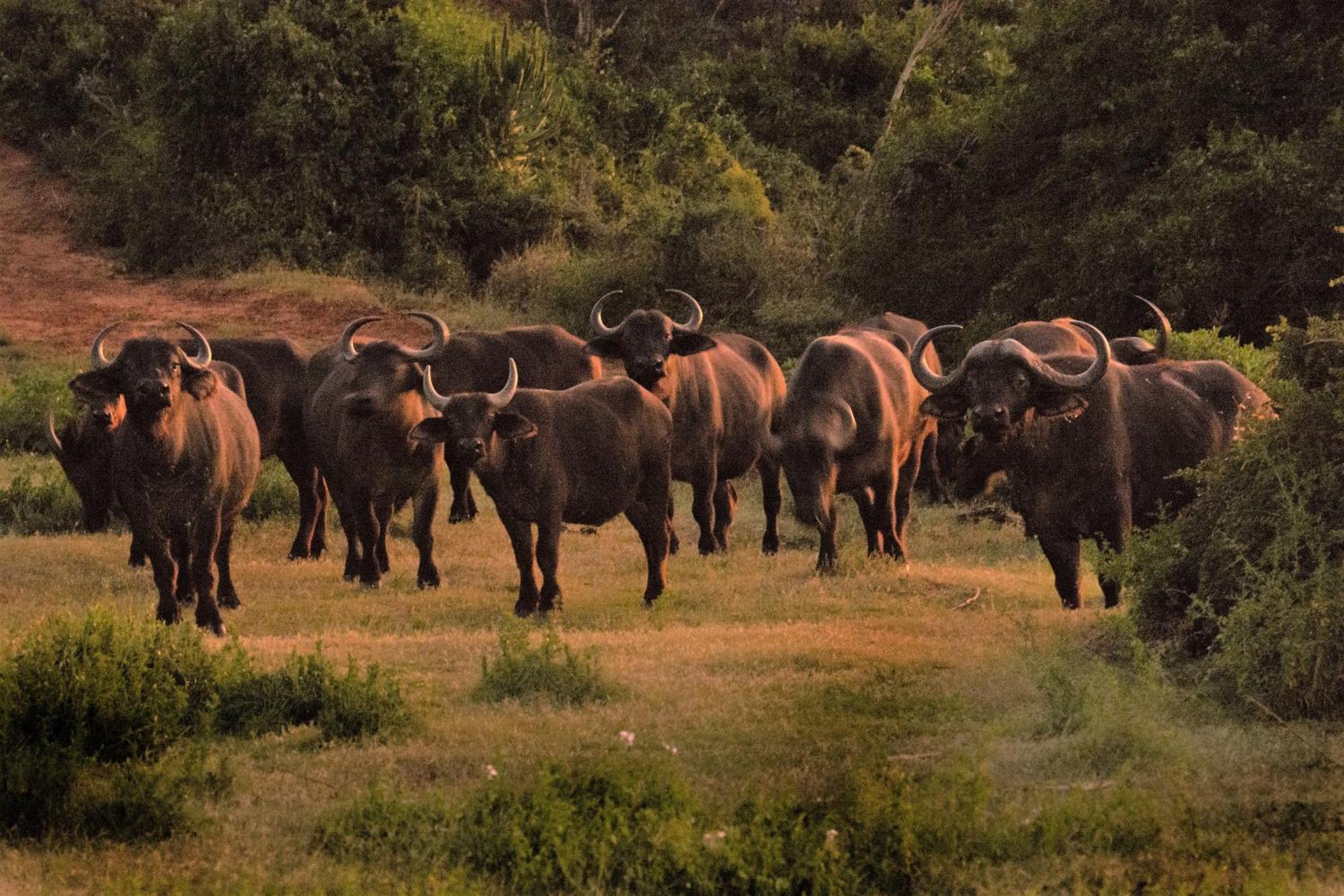 Hopewell Private Game Reserve Buyskloof 外观 照片